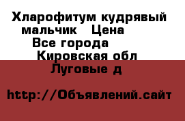 Хларофитум кудрявый мальчик › Цена ­ 30 - Все города  »    . Кировская обл.,Луговые д.